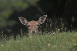 <p>DANĚK SKVRNITÝ (Dama dama) obora /Fallow deer - Damhirsch/</p>